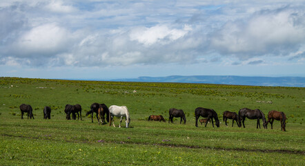A herd of horses grazing on a wide green meadow against the background of a dramatic cloudy sky on...