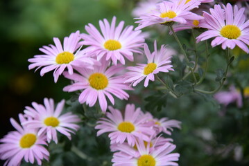 Fototapeta premium pink fluffy daisies, chrysanthemum flowers on a green background Beautiful pink chrysanthemums close-up in aster Astra tall perennial, new english texture gradient purple flower 