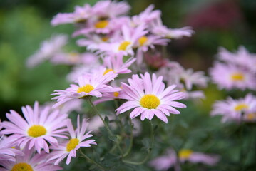 Fototapeta premium pink fluffy daisies, chrysanthemum flowers on a green background Beautiful pink chrysanthemums close-up in aster Astra tall perennial, new english texture gradient purple flower 