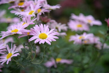 pink fluffy daisies, chrysanthemum flowers on a green background Beautiful pink chrysanthemums close-up in aster Astra tall perennial, new english texture gradient purple flower	
