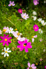 Pink daisies flower in a flowerbed with bumblebee against a background of green leaves