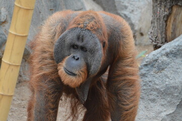 male orang-utan in the zoo