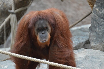 Naklejka premium female orang-utan close-up