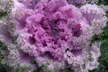 pink background High quality photo macro photography gradient white green ornamental Brassica...