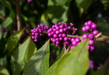 Obraz premium Clusters of pink purple berry fruit of the Callicarpa Bodinieri Imperial Pearl plant, photographed in autumn at RHS Wisley garden, Surrey, UK.