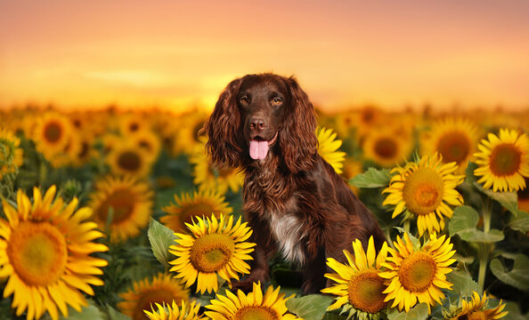 Worker spaniel at the sunflowers field against sundown light