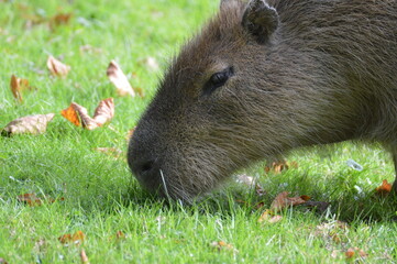 capibara close-up from the head