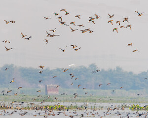 A flock of Ducks flying