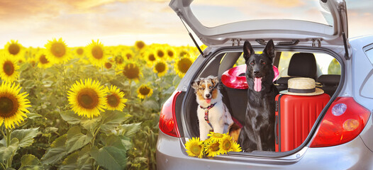 Australian and black shepherd dogs sitting in the car trunk with baggage against sunflowers field ©  Tatyana Kalmatsuy
