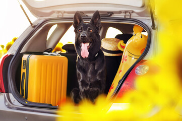 Black shepherd with the baggage in the car trunk ready  to travel