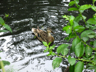ducks swim in the spring in a ditch with ducklings