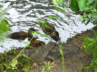 Obraz premium ducks swim in the spring in a ditch with ducklings