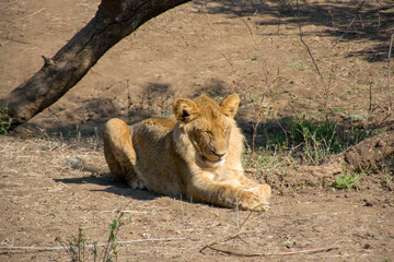 Obraz na płótnie Canvas A sleeping lion, Zambia