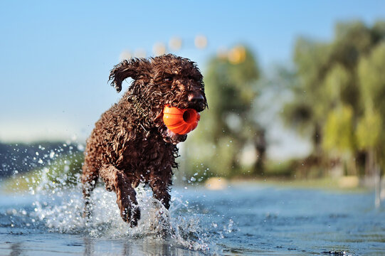 Dog holding toy ball in mouth running in the water