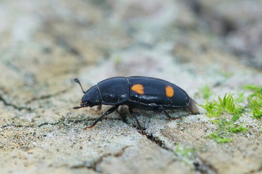 Closeup on the colorful four spotted sap beetle, Glischrochilus hortensis , sitting on the ground