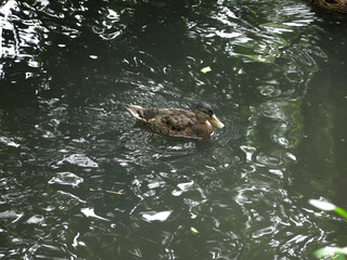 ducks swim in the spring in a ditch with ducklings
