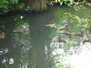 ducks swim in the spring in a ditch with ducklings