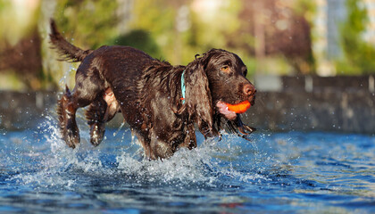 Brown spaniel playing with the ball toy in water