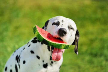 Close-up portrait of a dog carefully biting slice of watermelon