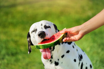 Close-up portrait of a dog carefully biting slice of watermelon