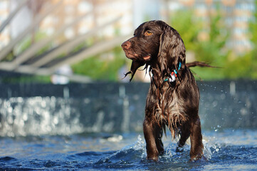 Spaniel dog in the fountain looking to the side
