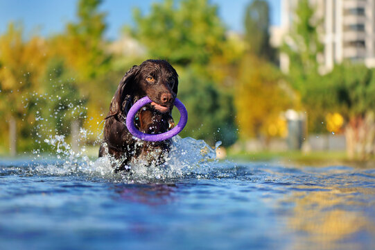Running in the water brown spaniel puppy