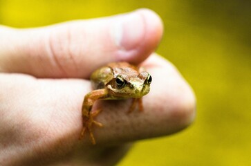 Obraz premium Selective focus shot of a small fog being held in a hand