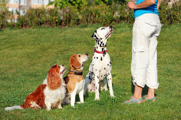 Three dogs training sitting command in the dogs school