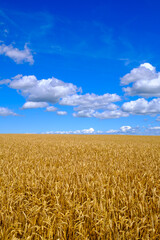 Wheat field against cloudy sky