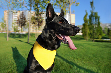 Headshot of the black german shepherd in the park