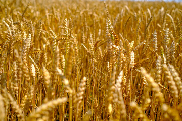 Wheat spikelets in agricultural field