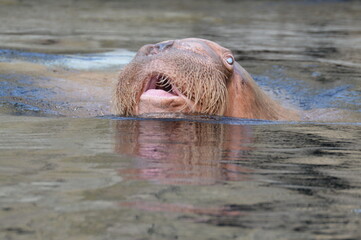 pacific walrus looking out of the water