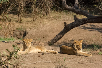 Two lions in the wild, Zambia