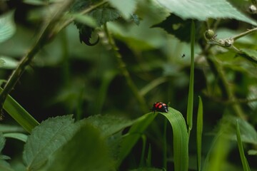 Coccinellidae on the green plant leaf in the field