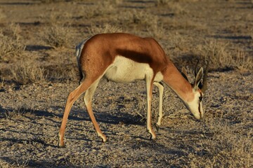 Springbock (antidorcas marsupialis) im Etoscha Nationalpark in Namibia. 