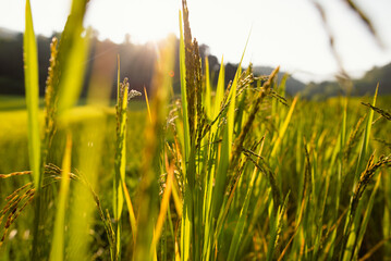 golden wheat field