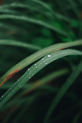 water drops on a grass