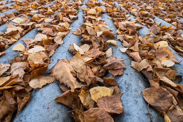 Dry autumn leaves on wavy roof