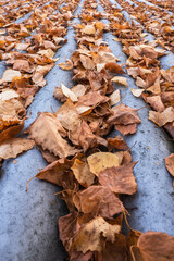 Dry autumn leaves on wavy roof