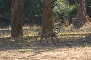 Leopard in the wild, Zambia