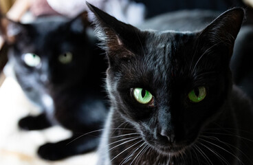 Halloween black cat up close
