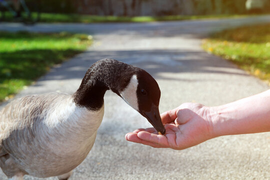 Man is feeding a goose outside