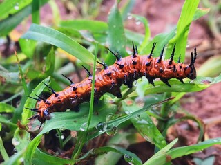 Caterpillar 