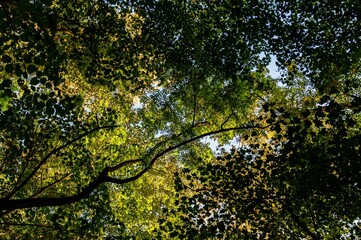 Low-angle shot of tall trees with green leaves in a forest during the daytime