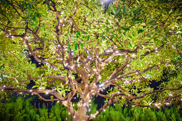 木のイルミネーション_0