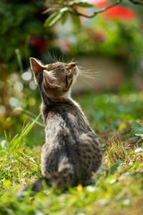 Naklejka premium Tabby kitten in a summer garden