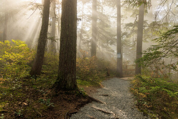 Sunburst and light beams in the forest