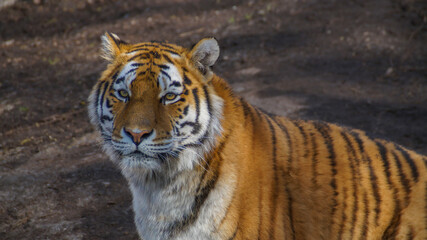 Fototapeta na wymiar Siberian Amur tiger portrait 