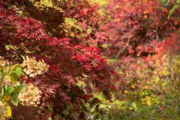 Acer maple trees with leaves changing colour in autumn, photographed in the garden at RHS Wisley, near Woking in Surrey UK.