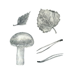 Mushrooms set. Pencil graphics. Hand drawn. Design for postcards, bag or t-shirt.
